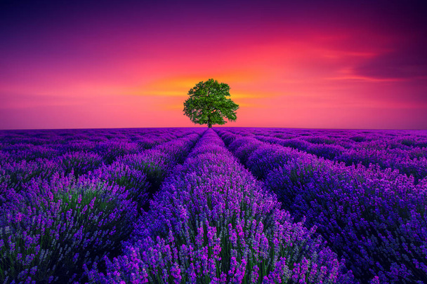 Tree en lavendel bloem bloeien geurige velden in eindeloze rijen. - Foto, afbeelding