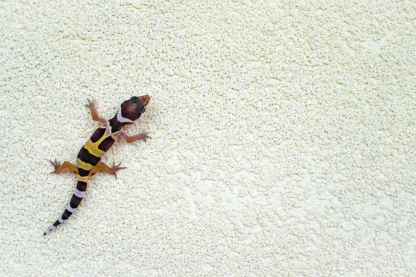 Eublepharis Macularius є милий leopard gecko. Маленькі ящірки - Фото, зображення