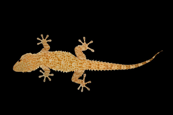 House gecko lizard - Photo, Image