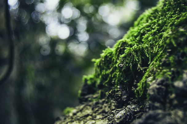 Closeup zelený mech na vrcholu skály na hoře s rozostřený pozadím - Fotografie, Obrázek