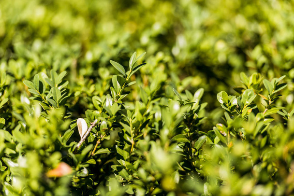 selective focus of boxwood bushes with green leaves - Φωτογραφία, εικόνα