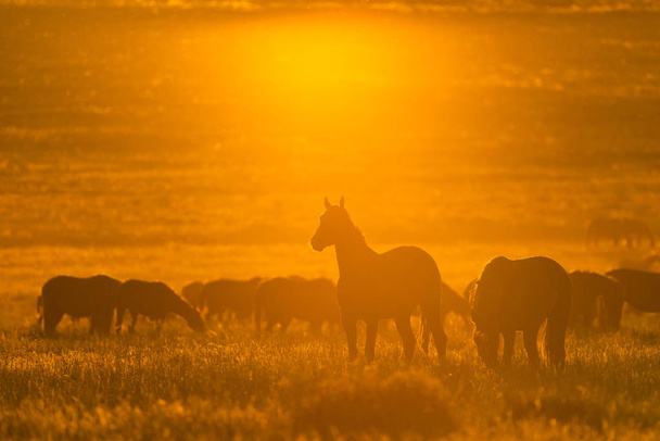 Cheval sauvage dans la faune au coucher du soleil doré. - Photo, image