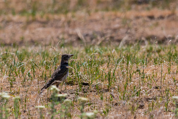Pájaro alondra en el prado. Naturaleza salvaje y concepto de observación de aves
 - Foto, Imagen