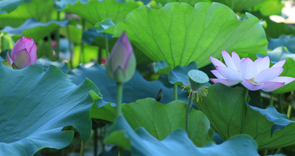 Close up view of beautiful pink lotus flowers with green leaves in pond - Footage, Video
