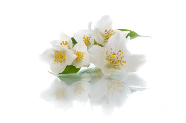 blossoming jasmine flowers on a white background - Photo, image