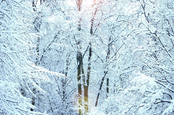 winter landscape in city park, trees in snow, sunny frosty day, christmas holiday nature background - Foto, Bild