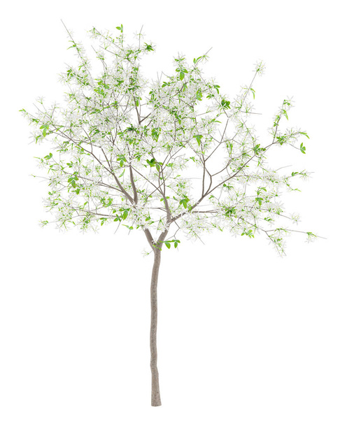 blühender Zitronenbaum isoliert auf weißem Hintergrund. 3D-Illustration - Foto, Bild