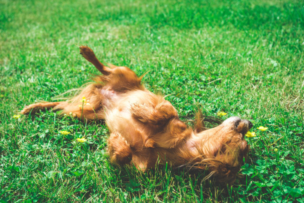 smiling dog  lying on green grass - Fotó, kép