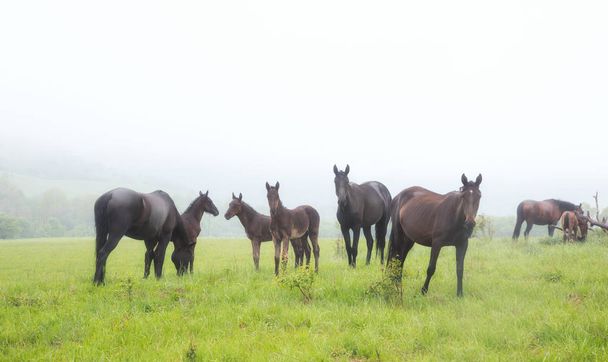 Horses graze in a meadow - Fotó, kép