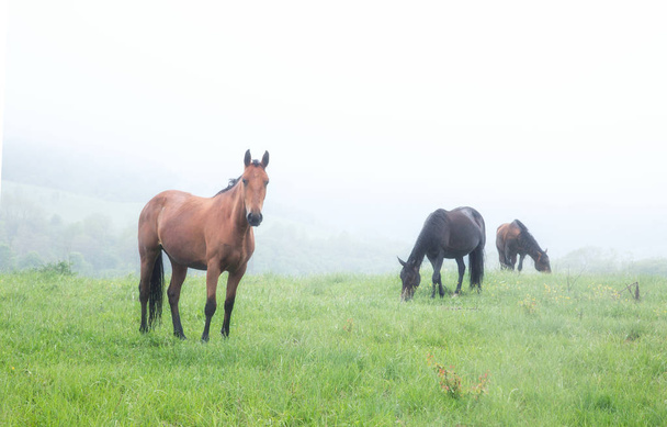 Horses graze in a meadow - Foto, immagini