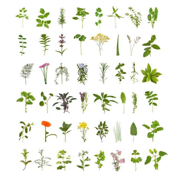 Large Herb Leaf and Flower Collection - Photo, Image