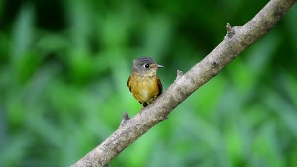 Vogel (ijzerhoudende vliegenvanger, Muscicapa ferruginea) bruine suiker, oranje en rode kleur zat op een boom in een natuurgebied wild, ongewoon distributie - Video