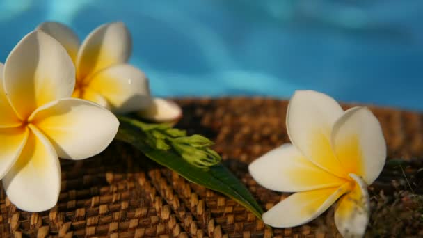 Fresh white frangipani plumeria tropical exotic flowers over blue swimming pool water - Footage, Video