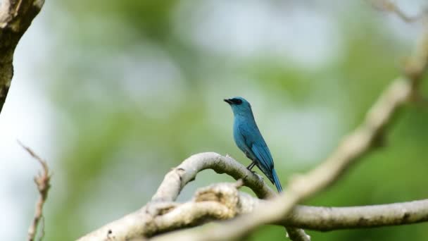 Птах (Вердітер Флайчекер, Eumyias thalassinus) синій на всіх ділянках тіла, за винятком чорної підкладки для очей і сірого входу, що застряг на дереві в дикій природі, розподіл Загальний
 - Кадри, відео