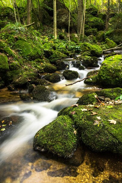 Mountain River Through Forest, agua corriente con piedras cubiertas de musgo
 - Foto, imagen