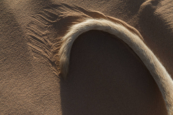 Хвіст, коричнева собаки Sloughi (Арабська хорт) в пустині пісок.  - Фото, зображення