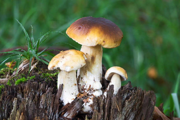 Грибы Порчини в лесу, осенью крупным планом булочки
 - Фото, изображение