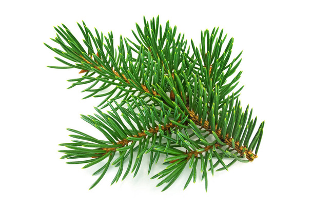 Fir Branch On White, close up of christmas decoration - Photo, Image