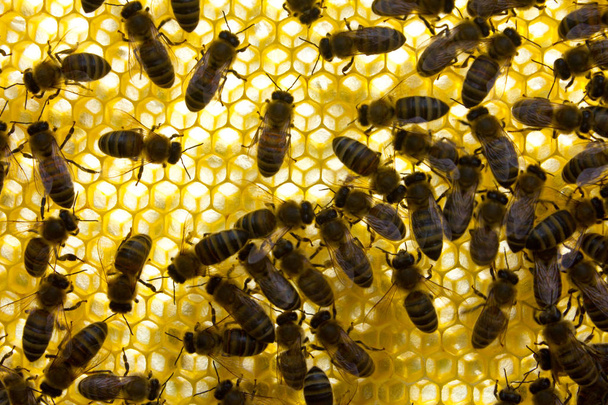 ハニカム サイズは将来ミツバチの幼虫のサイズに対応します。. - 写真・画像