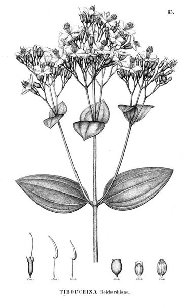Illustration de la plante. Vieille illustration
 - Photo, image