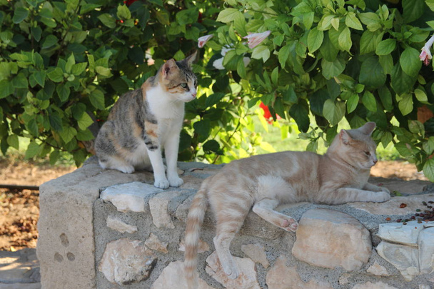 Dwa koty na kamiennym murem na tle zielonych liści - Zdjęcie, obraz