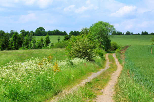 Summer field with road and sun in blue sky. - Фото, зображення