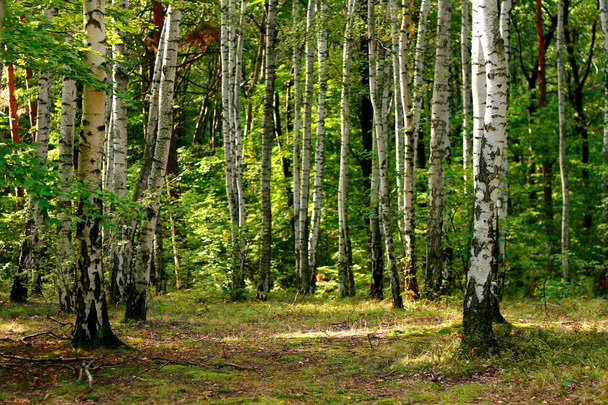 forêt verte au printemps - Photo, image