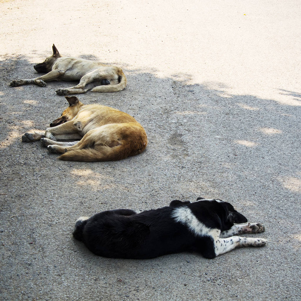 three street dogs sleeping in the shadow - Фото, изображение