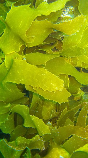 plantas verdes subaquáticas no mar
 - Foto, Imagem