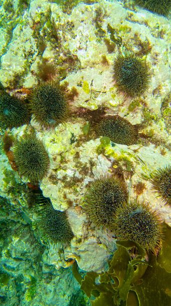 black sea urchins on a stone - Photo, Image