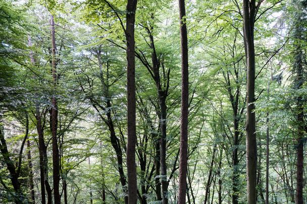 piękny las w tle summertime - Zdjęcie, obraz