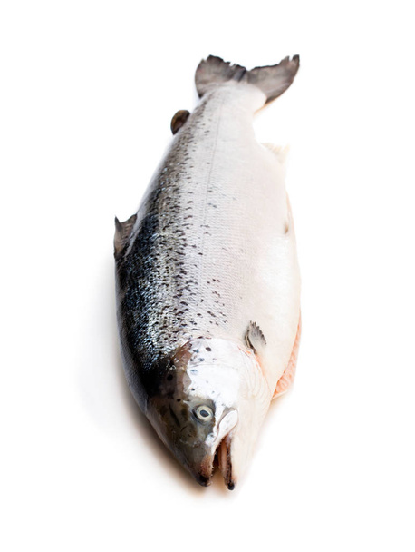 Gros plan sur un saumon cru entier isolé sur du blanc
  - Photo, image