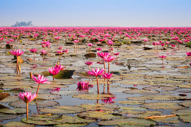 Lake With Lotos Flowers - Foto, Bild