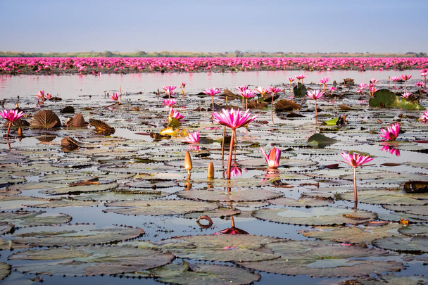 Jezero s květy Lotos - Fotografie, Obrázek