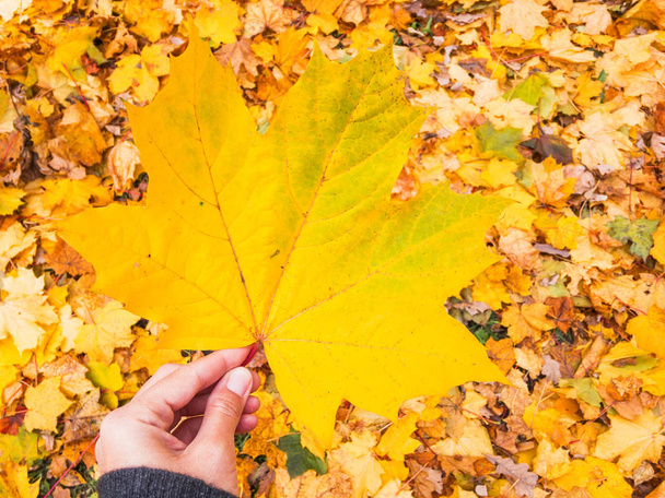 Κορυφαία προβολή αφενός με κίτρινο maple leaf. Φθινόπωρο με φωτεινά φύλλα, γκαζόν Φθινόπωρο σεζόν φόντο. - Φωτογραφία, εικόνα