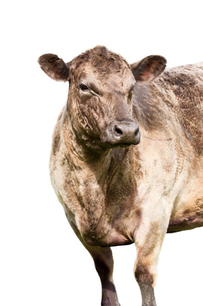 ruskea Lehmä eristetty valkoinen
  - Valokuva, kuva