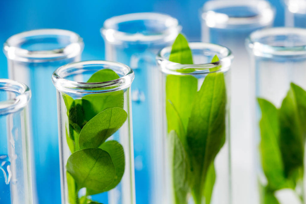 Green fresh plants grown up in test tubes in laboratory. - Photo, Image