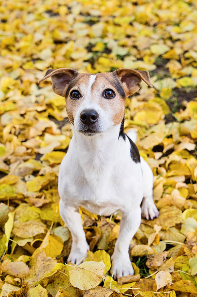 entzückender Jack Russell Terrier Hund sitzt in gelben Herbstlindenblättern, selektiver Fokus - Foto, Bild