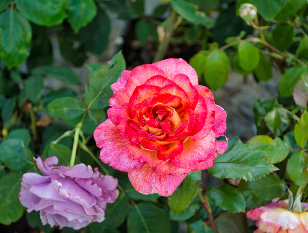 closeup of orange rose in a garden in natural light - Фото, зображення