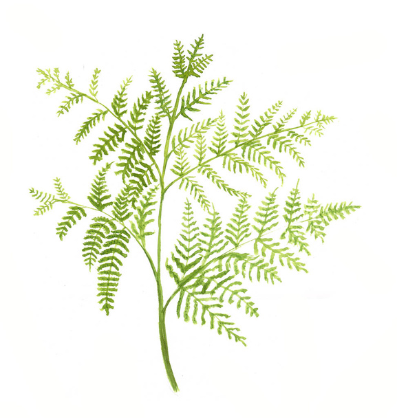 Fern bracken leaf watercolor - Фото, изображение