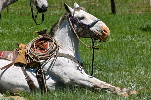 Un cavallo zoppicante e sellato in procinto di stare in piedi durante una carrellata e branding
  - Foto, immagini