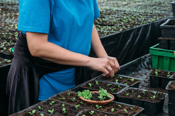 Jardinero trabajando con plántulas de plantas decorativas y suelo en cultivo agrícola invernadero o invernadero
 - Foto, Imagen