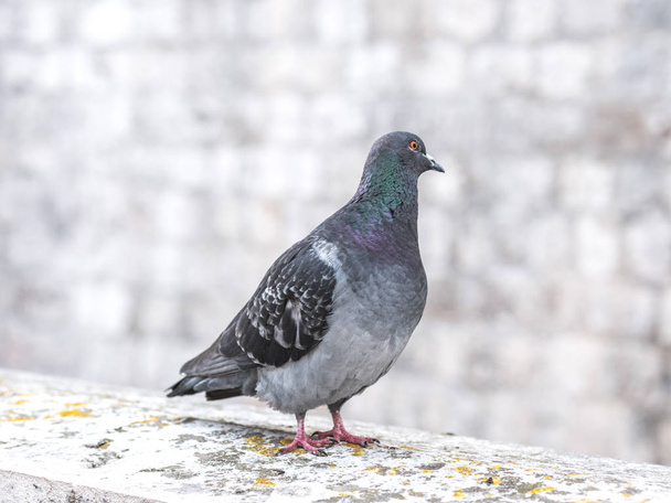 Un seul pigeon gris penche la tête d'une façon amusante pour écouter alors qu'il est assis sur une balustrade en pierre de maçonnerie aux entrées de la vieille ville de Dubrovnik en Croatie
. - Photo, image