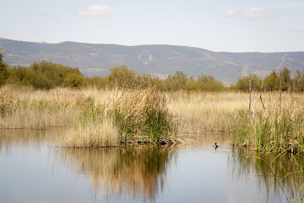 Daimiel tabel w Ciudad Real. Lagun z drewniany chodnik, Błękitne niebo. Naturalny Park Castilla la Mancha. Hiszpania, Europa - Zdjęcie, obraz