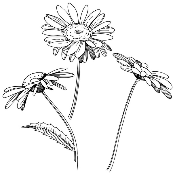 Sedmikráska ve stylu vektor, samostatný. Celé jméno rostliny: Daisy. Vector květina pro pozadí, textura, souhrnný vzorek, rám nebo hranice. - Vektor, obrázek