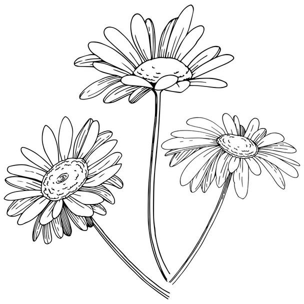 Daisy izole bir vektör tarzı. Bitki tam adı: Daisy. Arka plan, doku, sarıcı desen, çerçeve veya kenarlık için vektör çiçek. - Vektör, Görsel