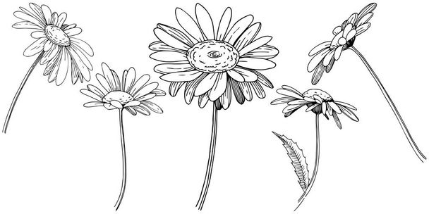 Ромашка в векторному стилі ізольована. Повна назва рослини: Daisy. Векторна квітка для тла, текстури, візерунка обгортки, рамки або рамки
. - Вектор, зображення