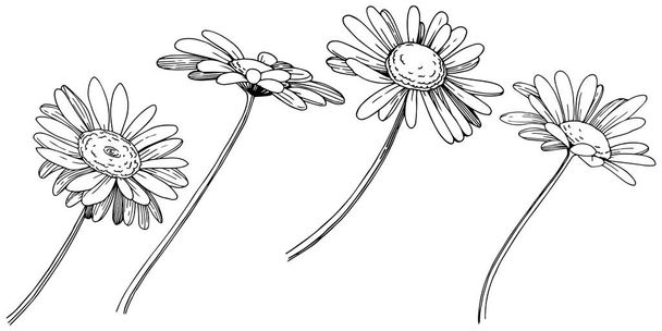 Μαργαρίτα σε ένα στυλ διάνυσμα απομονωμένη. Πλήρης ονομασία του φυτού: Μαργαρίτα. Διάνυσμα λουλούδι για φόντο, υφή, μοτίβο περιτύλιγμα, πλαίσιο ή στα σύνορα. - Διάνυσμα, εικόνα