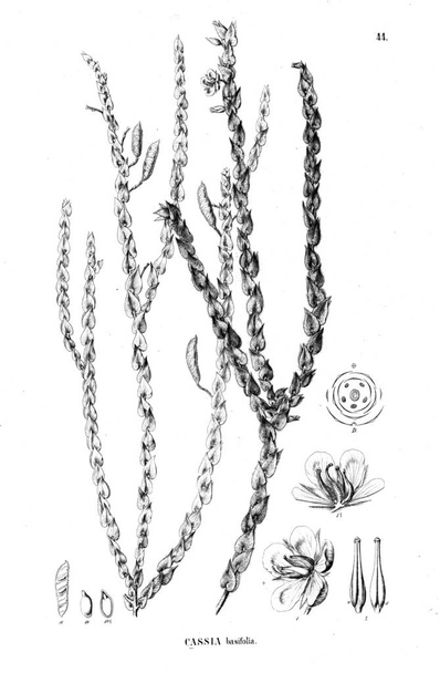 Illustrazione della pianta. Vecchia illustrazione
 - Foto, immagini