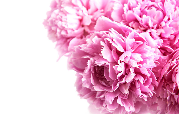 Ομορφιά ροζ παιωνία λουλούδια ως φόντο της φύσης - Φωτογραφία, εικόνα